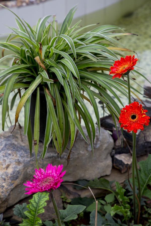 Tam Coc Palm House Villa Ninh Bình Kültér fotó